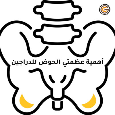 أهمية عظمتي الحوض للدراجين